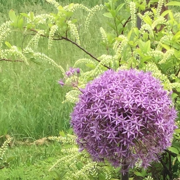 Meet your Posher, Sarah - Picture 1 of 1